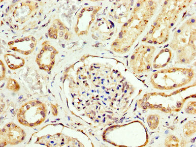 IHC image of CSB-PA005925LA01HU diluted at 1:200 and staining in paraffin-embedded human kidney tissue performed on a Leica BondTM system. After dewaxing and hydration, antigen retrieval was mediated by high pressure in a citrate buffer (pH 6.0)....