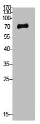 Western Blot analysis of HepG2 cells using Ub Polyclonal Antibody