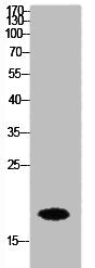 Western Blot analysis of HeLa cells using Histone H3 Polyclonal Antibody