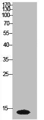Western Blot analysis of HeLa cells using Histone H2A Polyclonal Antibody