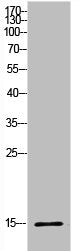 Western Blot analysis of HeLa cells using Histone H2B Polyclonal Antibody