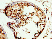 IHC image of CSB-PA005961LA01HU diluted at 1:300 and staining in paraffin-embedded human testis tissue performed on a Leica BondTM system. After dewaxing and hydration, antigen retrieval was mediated by high pressure in a citrate buffer (pH 6.0)....