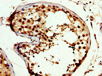 IHC image of CSB-PA005961LA01HU diluted at 1:300 and staining in paraffin-embedded human testis tissue performed on a Leica BondTM system. After dewaxing and hydration, antigen retrieval was mediated by high pressure in a citrate buffer (pH 6.0)....