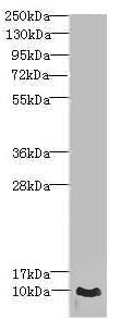Western blot All lanes: CRIP1 antibody at 1.44µg/ml + PC-3 whole cell lysate Secondary Goat polyclonal to rabbit IgG at 1/10000 dilution Predicted band size: 9 kDa Observed band size: 9 kDa