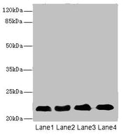 Western blot All lanes: CRIP2 antibody at 5.93µg/ml Lane 1: Rat heart tissue Lane 2: Mouse lung tissue Lane 3: Hela whole cell lysate Lane 4: MCF-7 whole cell lysate Secondary Goat polyclonal to rabbit IgG at 1/10000 dilution Predicted band size:...