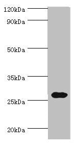 Western blot All lanes: CRISP2 antibody at 12ug/ml + Rat gonad tissue Secondary Goat polyclonal to rabbit IgG at 1/10000 dilution Predicted band size: 28, 32 kDa Observed band size: 28 kDa