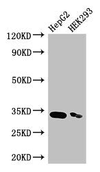 Western Blot Positive WB detected in: HepG2 whole cell lysate, HEK293 whole cell lysate All lanes: CRKL antibody at 3.5µg/ml Secondary Goat polyclonal to rabbit IgG at 1/50000 dilution Predicted band size: 34 kDa Observed band size: 34 kDa