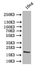 Western Blot Positive WB detected in: recombinant protein All lanes:clsA Antibody at 1:1000 Secondary Goat polyclonal to rabbit IgG at 1/50000 dilution Predicted band size: 21.8 kDa Observed band size: 22 kDa