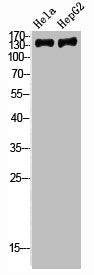 Western Blot analysis of HeLa HepG2 cells using NCoA-3 Polyclonal Antibody