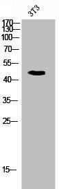 Western Blot analysis of 3T3 cells using CD47 Polyclonal Antibody