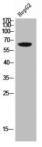 Western Blot analysis of HepG2 cells using CD85c Polyclonal Antibody