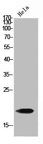 Western Blot analysis of HeLa cells using GMF-β Polyclonal Antibody