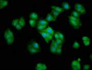 Immunofluorescence staining of HepG2 cells with CSB-PA006007LA01HU at 1:66, counter-stained with DAPI. The cells were fixed in 4% formaldehyde, permeabilized using 0.2% Triton X-100 and blocked in 10% normal Goat Serum. The cells were then incubat...