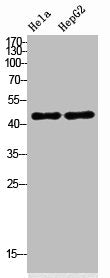 Western Blot analysis of HeLa HepG2 cells using INDOL1 Polyclonal Antibody