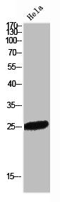 Western Blot analysis of HeLa cells using Flt3-L Polyclonal Antibody