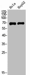 Western Blot analysis of HeLa HepG2 cells using MAG Polyclonal Antibody