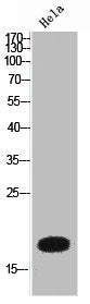 Western Blot analysis of HeLa cells using PTN Polyclonal Antibody