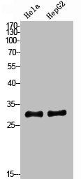 Western Blot analysis of HeLa HepG2 cells using SPARC Polyclonal Antibody