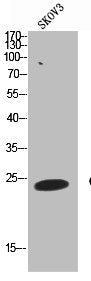 Western Blot analysis of SKOV3 cells using CD63 Polyclonal Antibody
