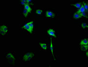 Immunofluorescence staining of HepG2 cells with CSB-PA006046LA01HU at 1:466, counter-stained with DAPI. The cells were fixed in 4% formaldehyde, permeabilized using 0.2% Triton X-100 and blocked in 10% normal Goat Serum. The cells were then incuba...