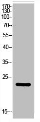 Western Blot analysis of HBE cells using ALR Polyclonal Antibody