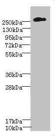 Western blot All lanes: CSPG4 antibody at 2.51µg/ml + A375 whole cell lysate Secondary Goat polyclonal to rabbit IgG at 1/10000 dilution Predicted band size: 251 kDa Observed band size: 251 kDa