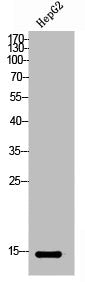 Western Blot analysis of HepG2 cells using IFITM2 Polyclonal Antibody