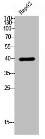 Western Blot analysis of HepG2 cells using RSAD2 Polyclonal Antibody