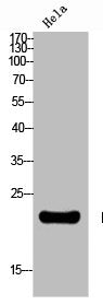 Western Blot analysis of HELA cells using Neurotensin Polyclonal Antibody