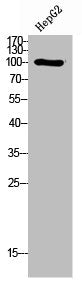 Western Blot analysis of HepG2 cells using PI 3-Kinase p110δ Polyclonal Antibody
