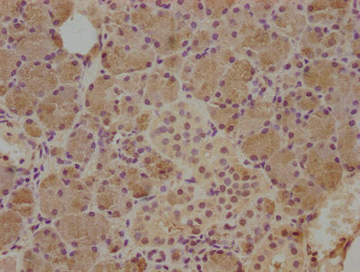 IHC image of CSB-PA006093LA01HU diluted at 1:500 and staining in paraffin-embedded human salivary gland tissue performed on a Leica BondTM system. After dewaxing and hydration, antigen retrieval was mediated by high pressure in a citrate buffer (p...