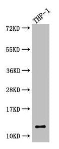 Western Blot Positive WB detected in: THP-1 whole cell lysate All lanes: CSTA antibody at 5.3µg/ml Secondary Goat polyclonal to rabbit IgG at 1/50000 dilution Predicted band size: 12 kDa Observed band size: 12 kDa