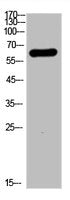 Western Blot analysis of A549 cells using Bag-3 Polyclonal Antibody.