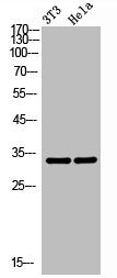 Western Blot analysis of NIH-3T3 Hela cells using MyoD Polyclonal Antibody