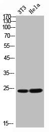 Western Blot analysis of NIH-3T3 Hela cells using FGF-11 Polyclonal Antibody