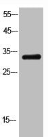 Western Blot analysis of K562 cells using FGF-2 Polyclonal Antibody.