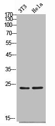 Western Blot analysis of NIH-3T3 Hela cells using FGF-4 Polyclonal Antibody