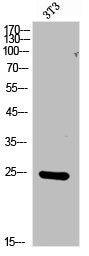 Western Blot analysis of NIH-3T3 cells using FGF-17 Polyclonal Antibody