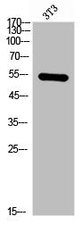 Western Blot analysis of NIH-3T3 cells using AChRα1 Polyclonal Antibody