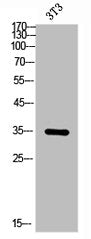 Western Blot analysis of NIH-3T3 cells using EP-CAM Polyclonal Antibody