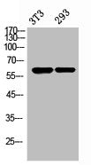 Western Blot analysis of NIH-3T3, 293 cells using Stra8 Polyclonal Antibody.
