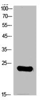Western Blot analysis of NIH-3T3 cells using RGS1 Polyclonal Antibody.