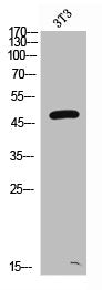 Western Blot analysis of NIH-3T3 cells using AAT Polyclonal Antibody
