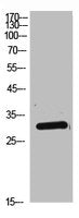 Western Blot analysis of Hela cells using Dkk-1 Polyclonal Antibody.