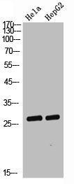 Western Blot analysis of Hela HepG2 cells using NGF Polyclonal Antibody