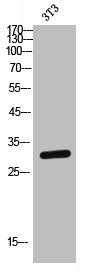 Western Blot analysis of NIH-3T3 cells using CD89 Polyclonal Antibody