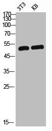 Western Blot analysis of NIH-3T3 KB cells using GABAA Rα1 Polyclonal Antibody