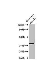 Western Blot Positive WB detected in: Rat skeletal muscle tissue All lanes: Ctgf antibody at 3ug/ml Secondary Goat polyclonal to rabbit IgG at 1/50000 dilution Predicted band size: 38 kDa Observed band size: 38 kDa