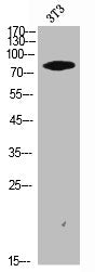 Western Blot analysis of NIH-3T3 cells using PPP1R15B Polyclonal Antibody