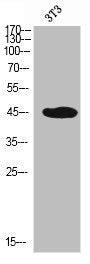 Western Blot analysis of NIH-3T3 cells using PSGL-1 Polyclonal Antibody